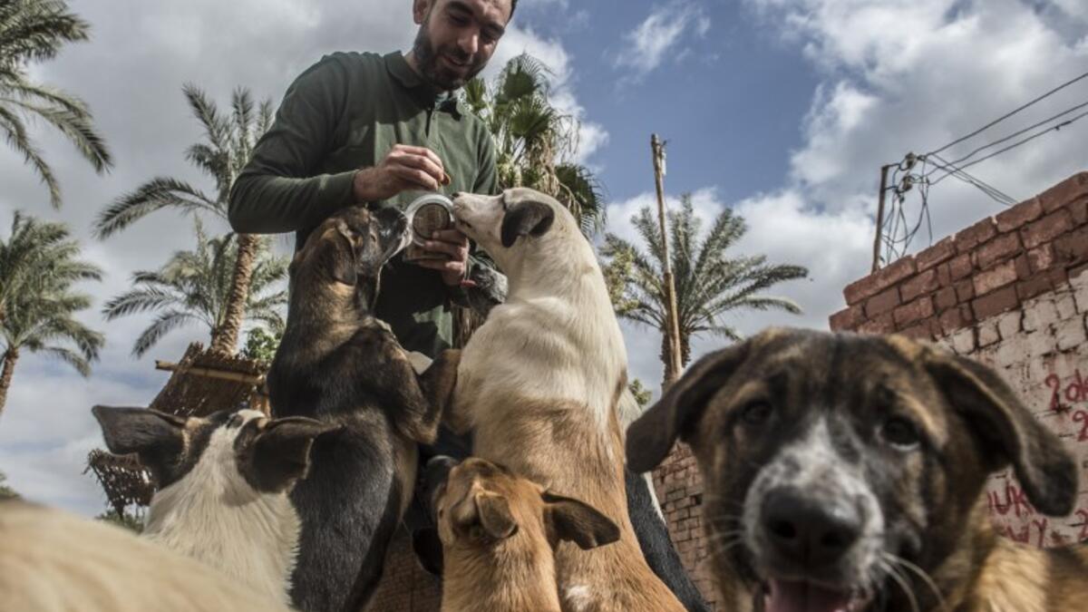 Ahmed el-Shorbagi, owner of the HOPE shelter for stray dogs, feeds dogs in the shelter's courtyard, in the village of Abusir
Khaled DESOUKI / AFP