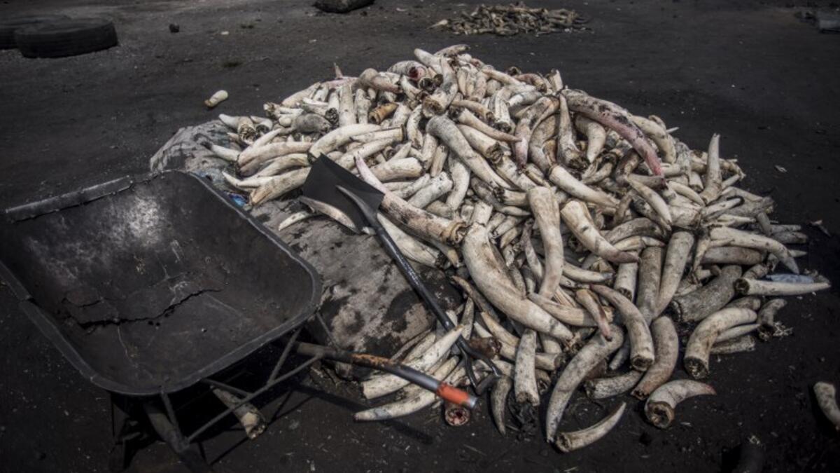 Peeled cow horns are pictured on the floor at Kaduna Abatour meat market in North Kaduna CRISTINA ALDEHUELA / AFP