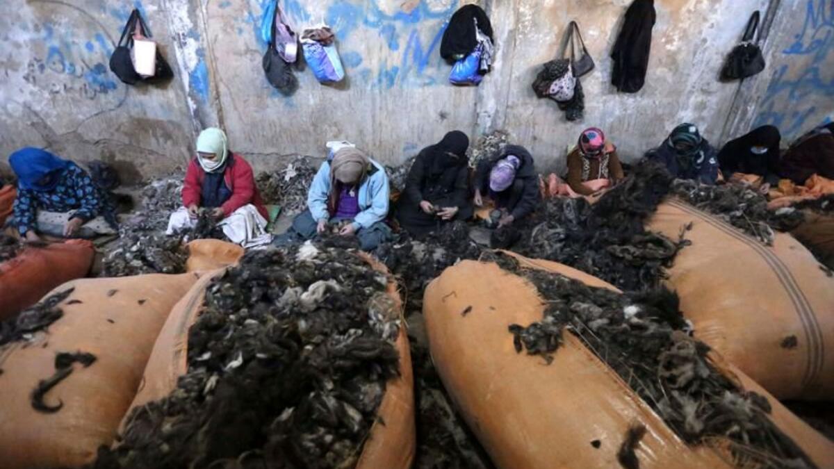 Afghan women separate fur from goats hair at a soft wool factory in Herat, Afghanistan (Twitter)