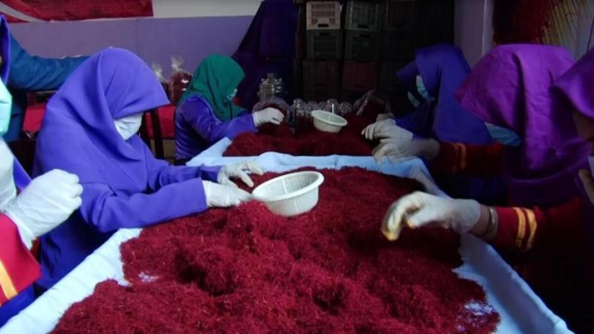 Saffron processing center (Twitter)