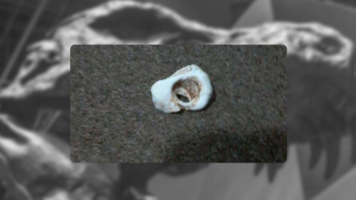 Dinosaur Bone  MiddleEast Facebook