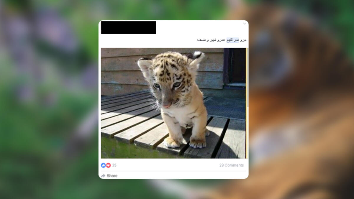 Tiger SaudiArabia Facebook