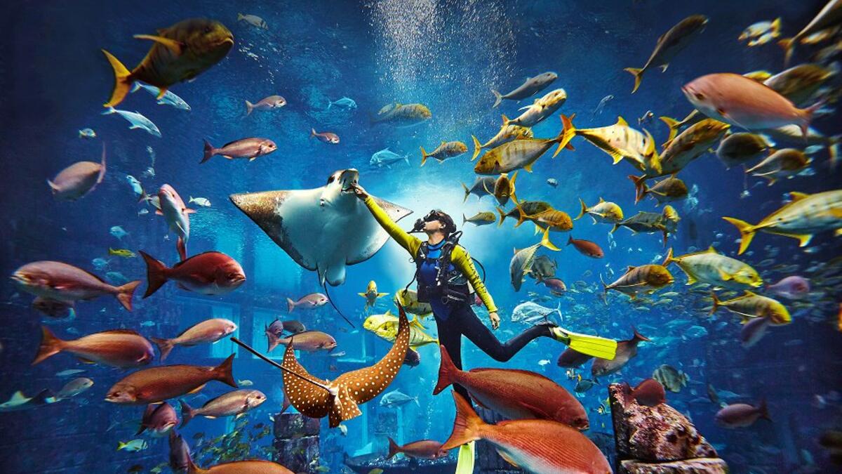 Scuba diving
Adventure at Atlantis The Palm's Lost Chambers Aquarium in Dubai (Twitter)