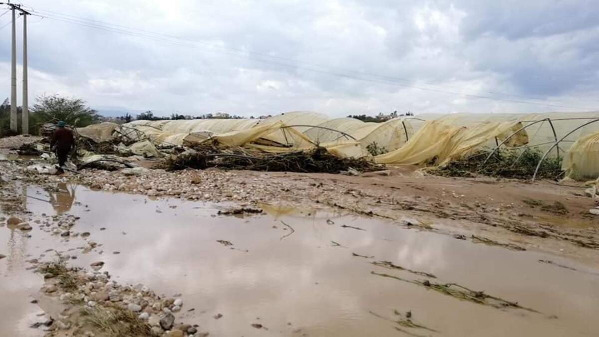 Losses of farmers due to the opening of the King Talal Dam water. (Twitter)