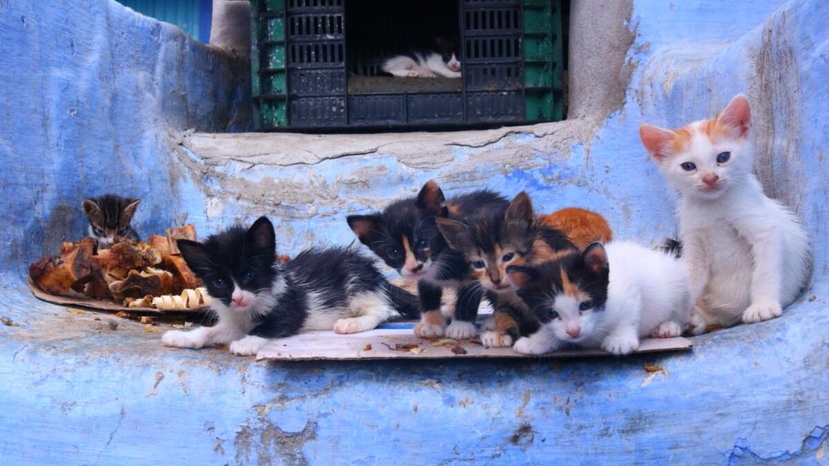 Chefchaouen, Morocco (Twitter)