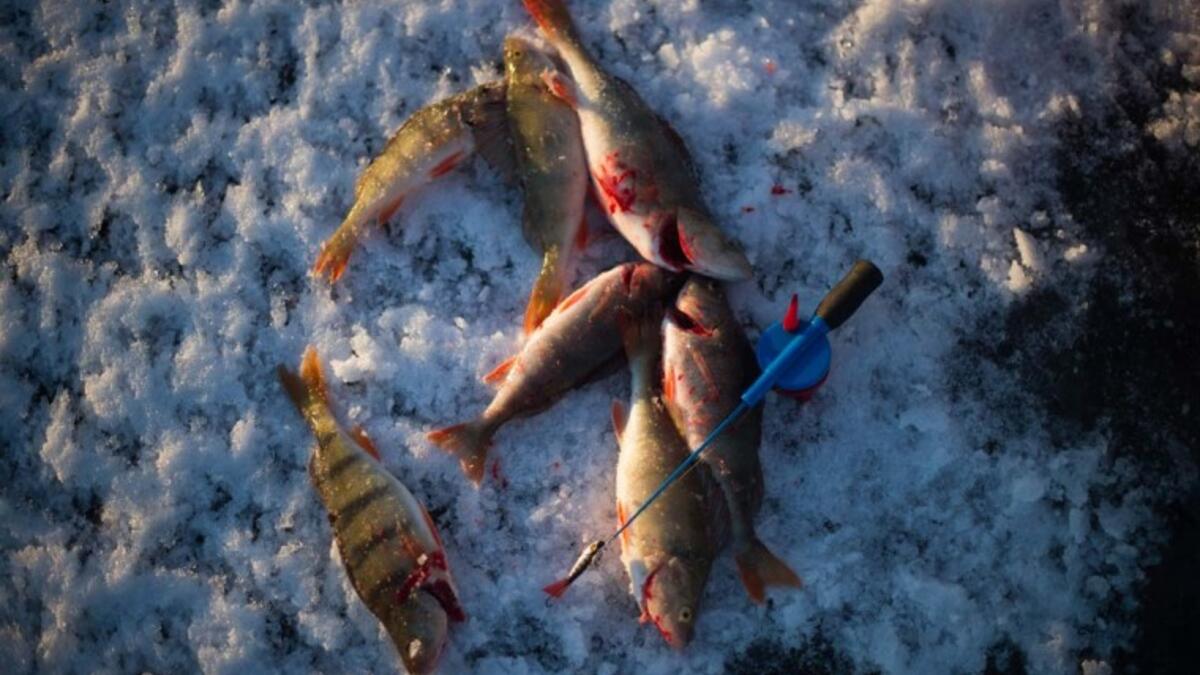 Basses are seen near an ice-fishing cane on the frozen Bothnia Sea, on December 28, 2016 in Vaasa, Western Finland. (OLIVIER MORIN/AFP)