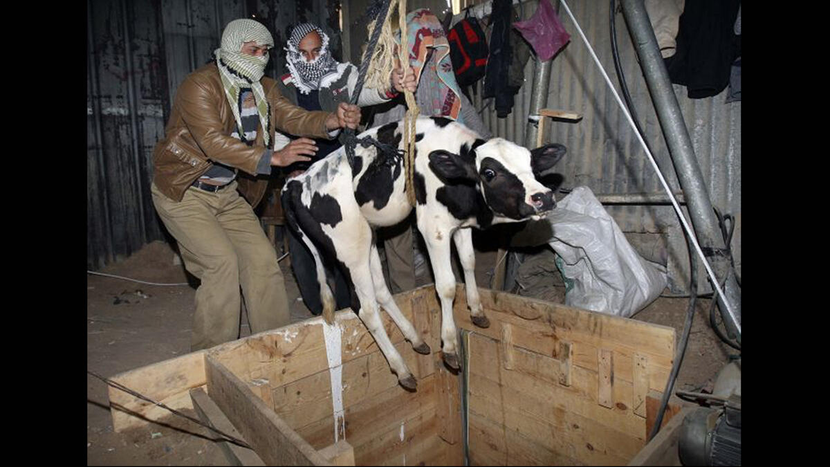 smuggling a cow into gaza
