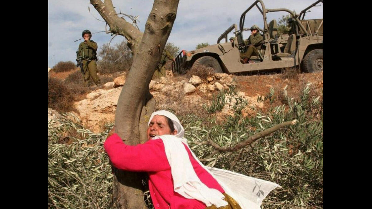 old palestinian woman clings to olive tree