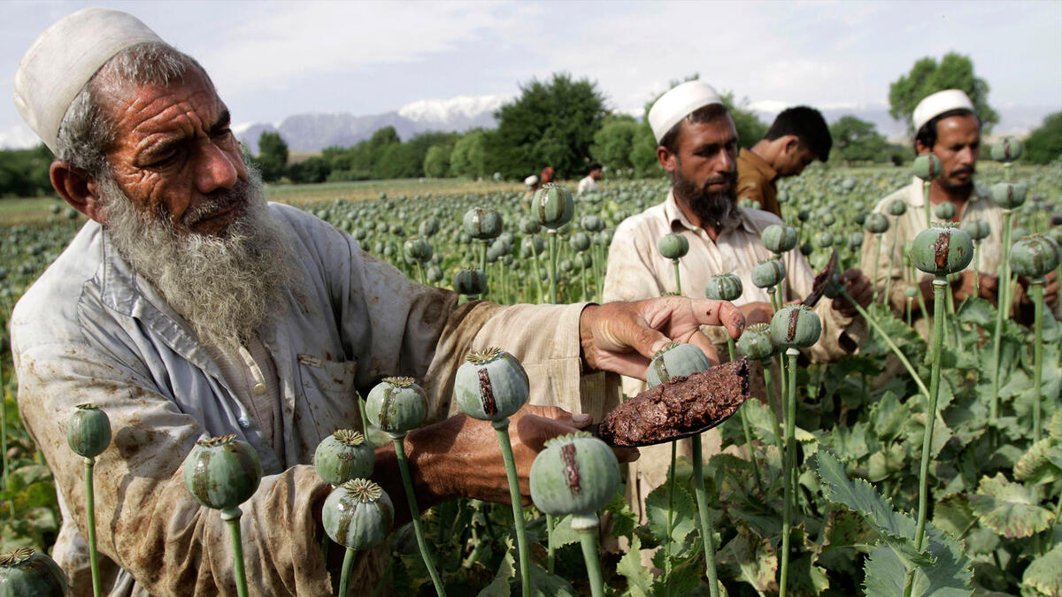 poppy farmers afghanistan
