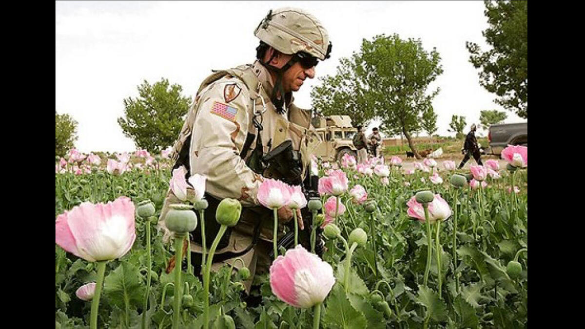 US soldier in poppy field in iraq