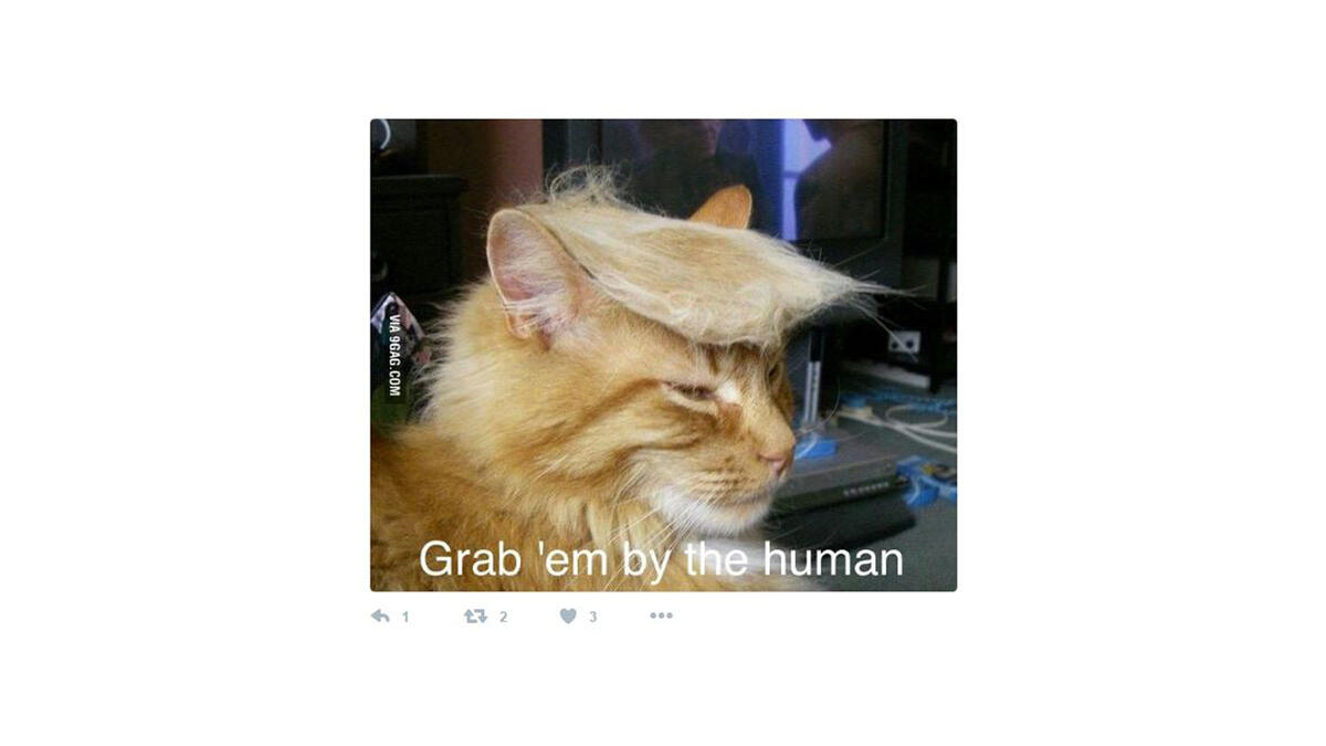 cat with Trump hair