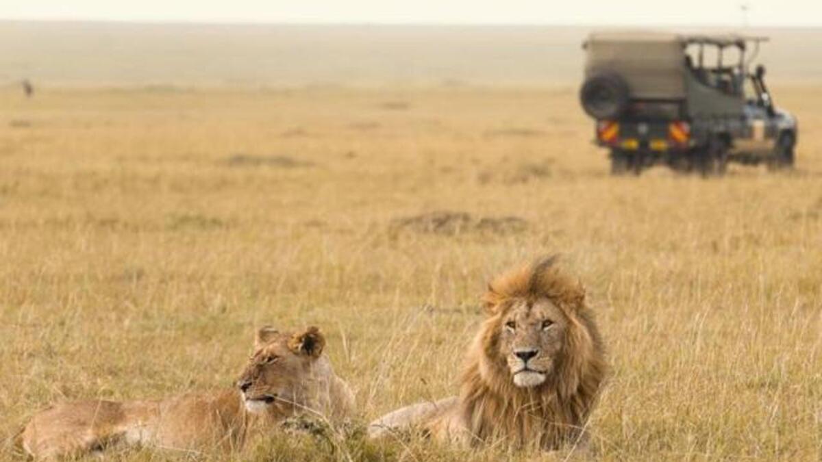 Safari tour through Africa:  The best Safari tour would be in Africa because you will have the opportunity to see wild life. (AFP/ File Photo)