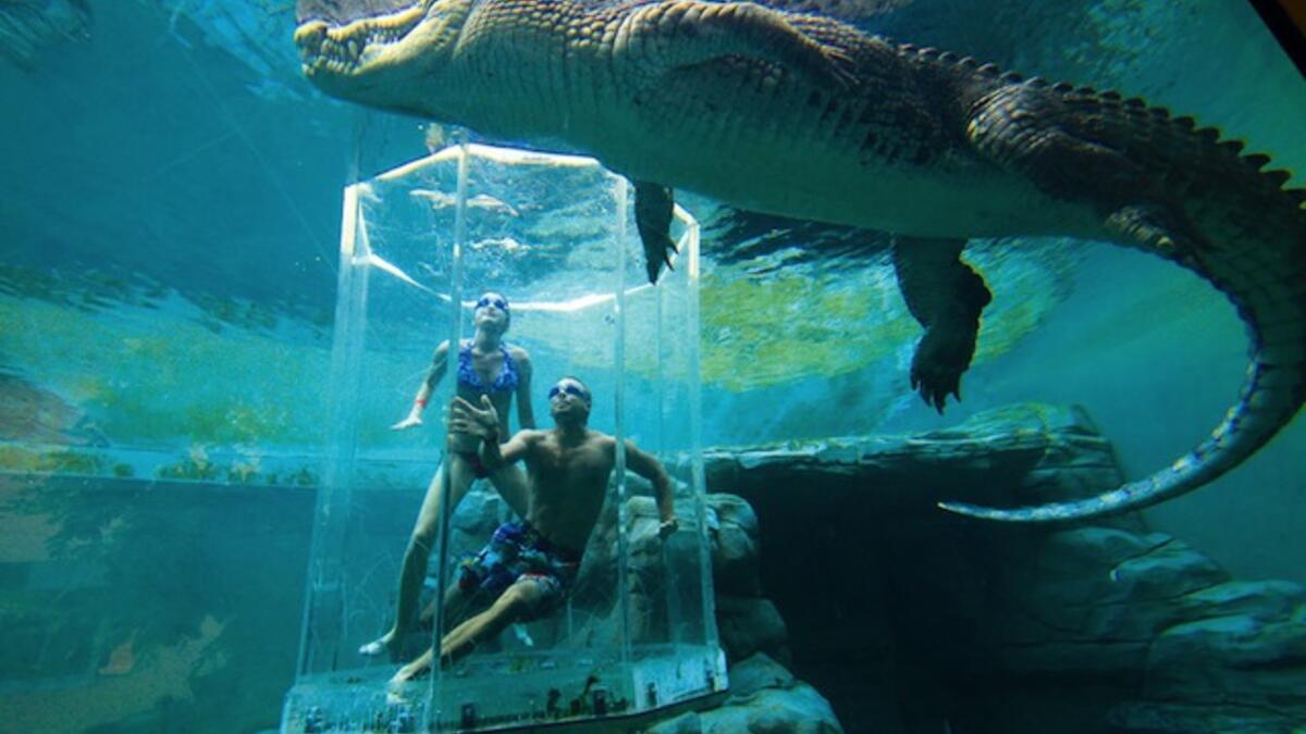 Dive With A 5+ Metre Crocodile Inside A Plastic Cage: there are some individuals who just love to get close to things that are dangerous to them. It doesn’t get much more dangerous than the Saltwater Crocodile. (overseasattractions.com)