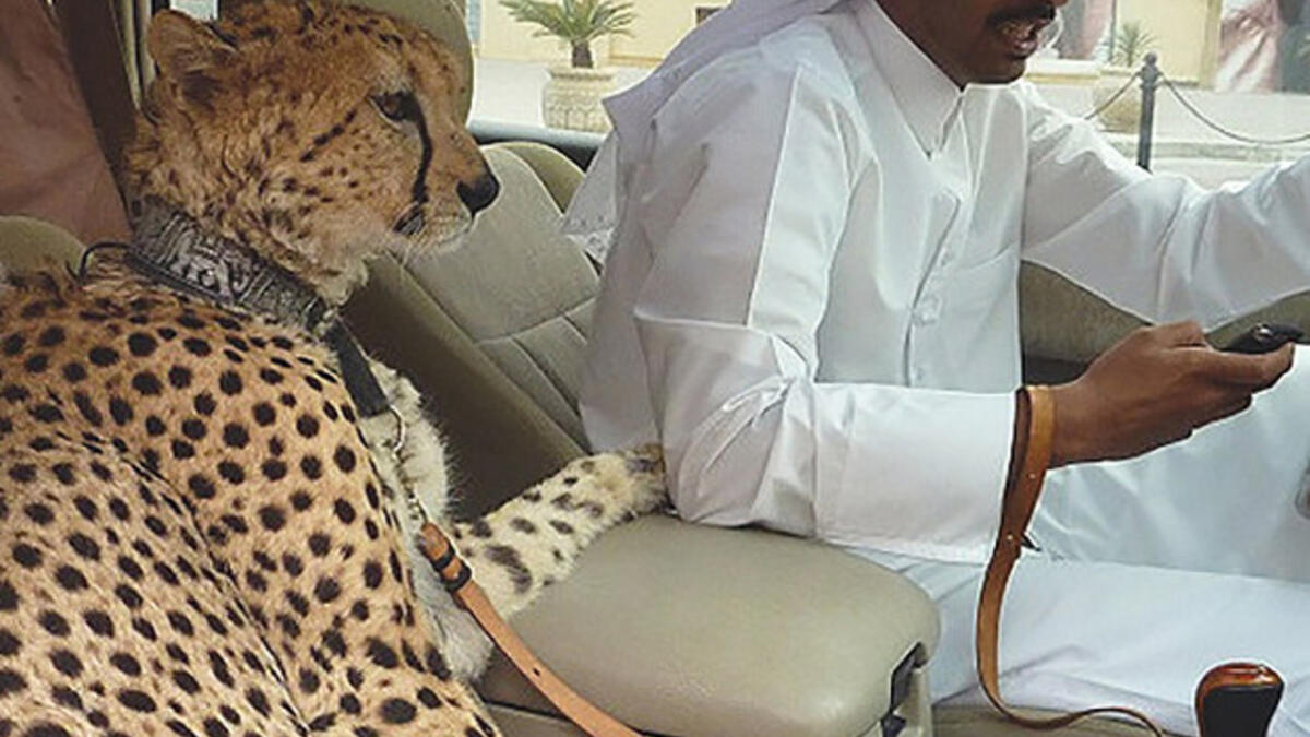 Texting and Pets at Front Passenger’s Seat While Driving (flashydubai)