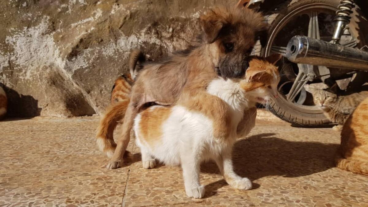 (Twitter/@theAleppoCatman)