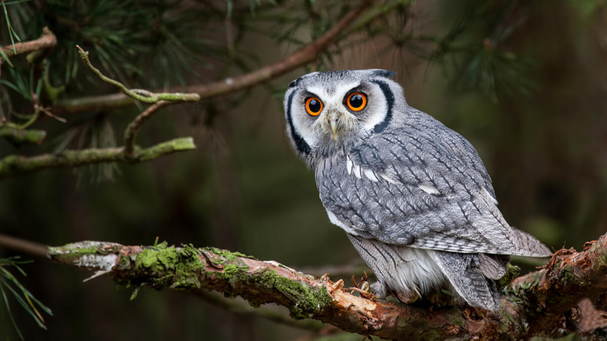 Owls are believed to be a bad omen and if it hoots, your misfortune is even greater. (Shutterstock/ File Photo)