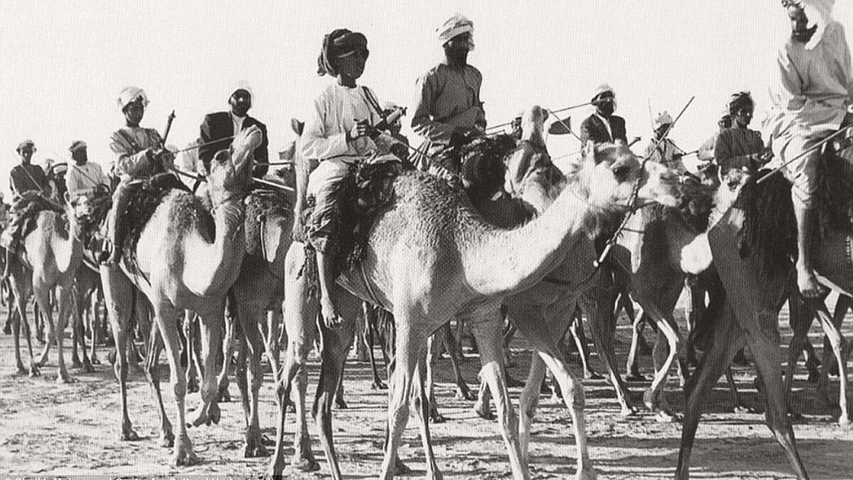 A camel caravan ambles through Dubai, ca. 1960s