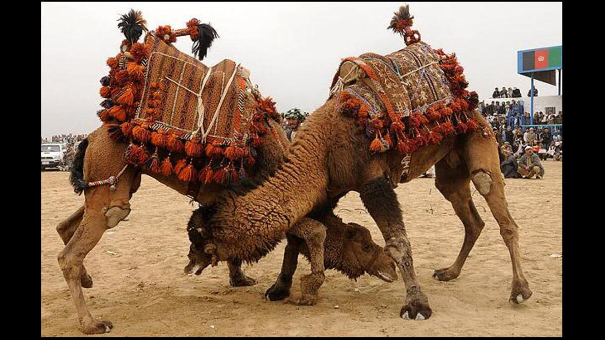 Yes, it’s real. In fact camel fighting is one of the highlights of Turkey’s sporting calendar. The event draws in thousands of tourists each year, although has angered animal rights’ groups. They may look docile, but they can be pretty aggressive when they want to be!