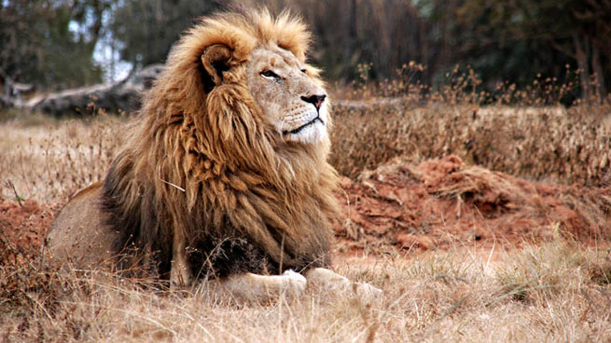 The most famous “Osama” might have ruined this name for a generation of baby boys, but it’s just one of several Arabic names meaning “lion.” Other names that have the same meaning? Assad (this one’s not so innocent now either), Layth, Haydar, and Wa’el.