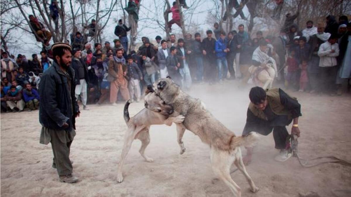 Afghan spectators watch as two fighting dogs attack each other.