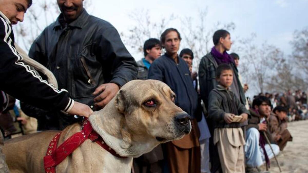 A dog waits to fight