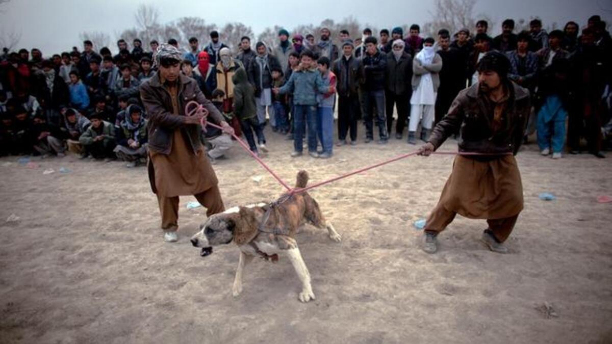 Two Afghans hold a dog on leashes during the weekly dog fights.
