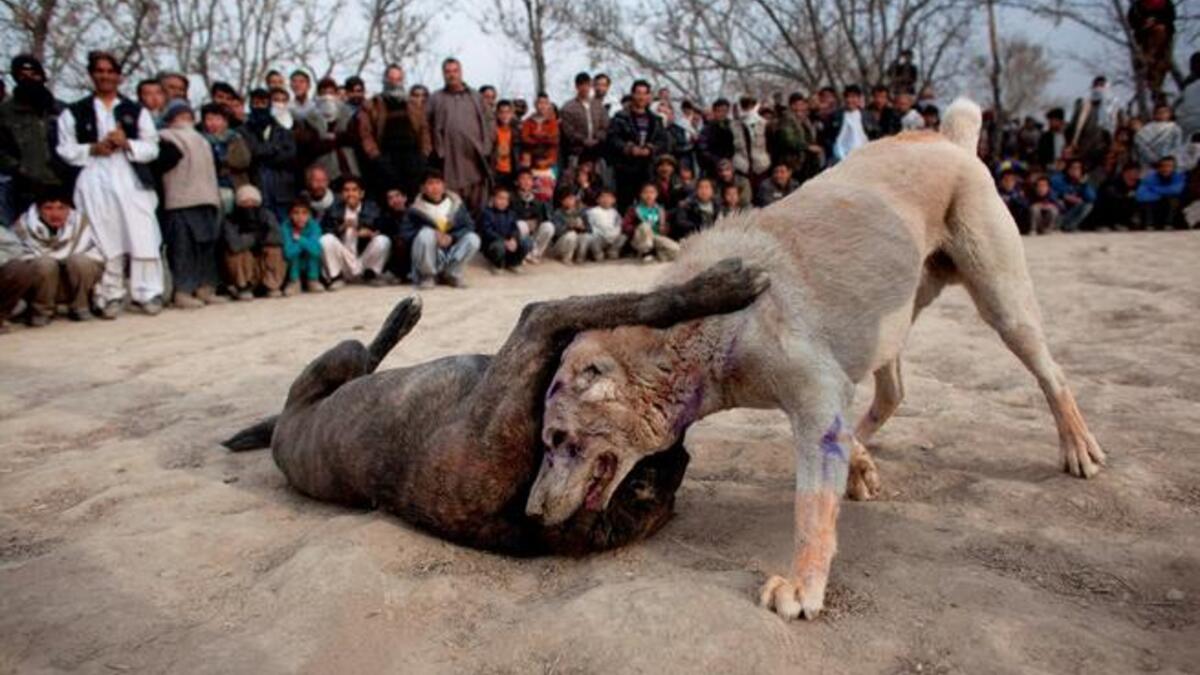 Some people pet their dogs, some people let their dogs suffer!