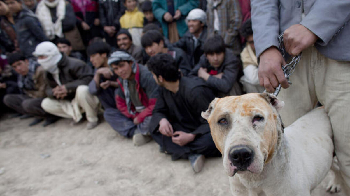 Another dog waits his fight, or his death?