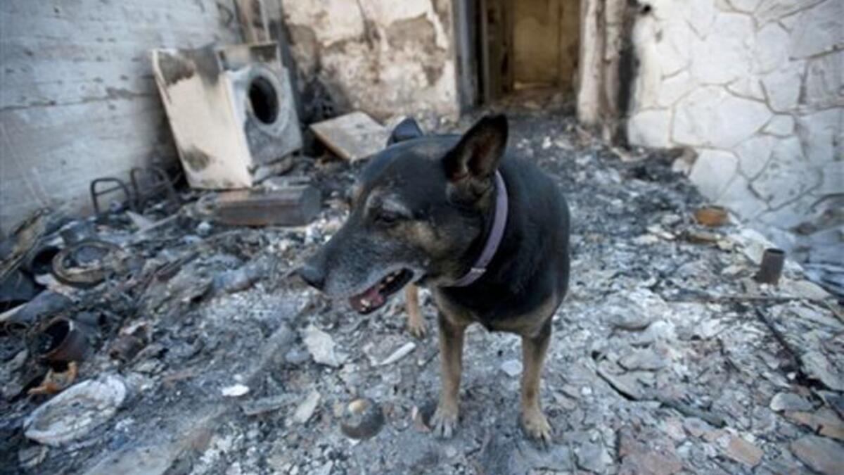 A dog stands at a burnt house in the village of Ein Hod in the outskirts of Haifa.