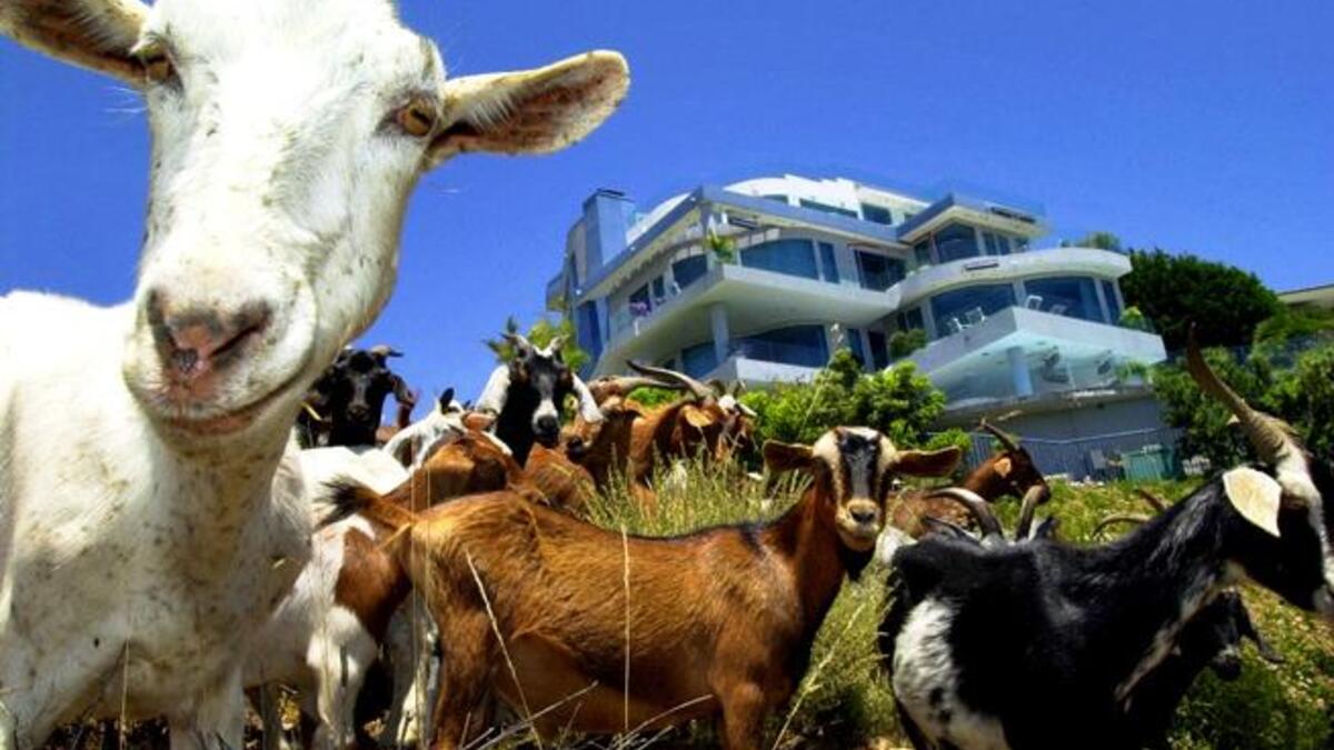 Egyptian Mohamad Zughby has ordained that Muslims can eat the meat of 'jinn'—Muslim spirits -- since they supposedly can take on other earthly creature forms. Jinn, this Sheikh reminds us, can reconfigure themselves to adopt the likeness of camels, sheep, goats, cattle. Familiar food types!