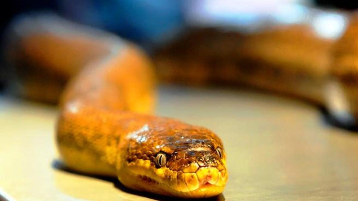 What led to the snake-calling? What degree of mistrust was there from Arabia regarding Iran's alleged strategy of influence in the 
Arab & Islamic worlds, that by 2010, Wikileaks disclosed classified details of SA's King Abdullah urging the US to attack Iran, 
describing Iran as a "snake whose head should be cut off without any procrastination."