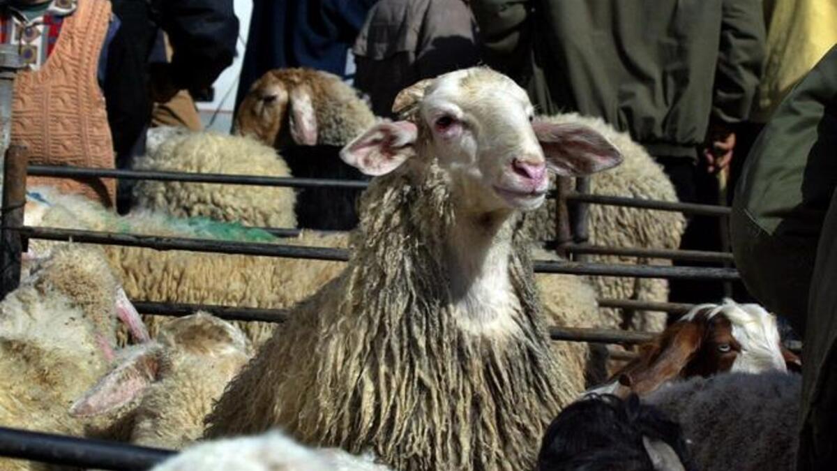 يقوم الحاج بعد ذلك بذبح الهدي ويمكن أن تكون من الإبل أو البقر أو الغنم. ومن ثم يوزع لحم الأضحية على الفقراء  ويكون ذلك بعد  الانتهاء من رمي الجمرات.