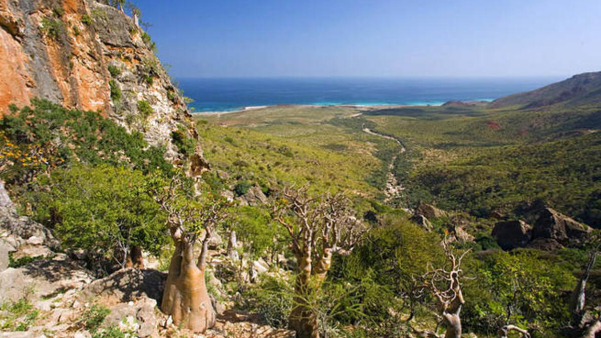 جزيرة سقطرى في اليمن