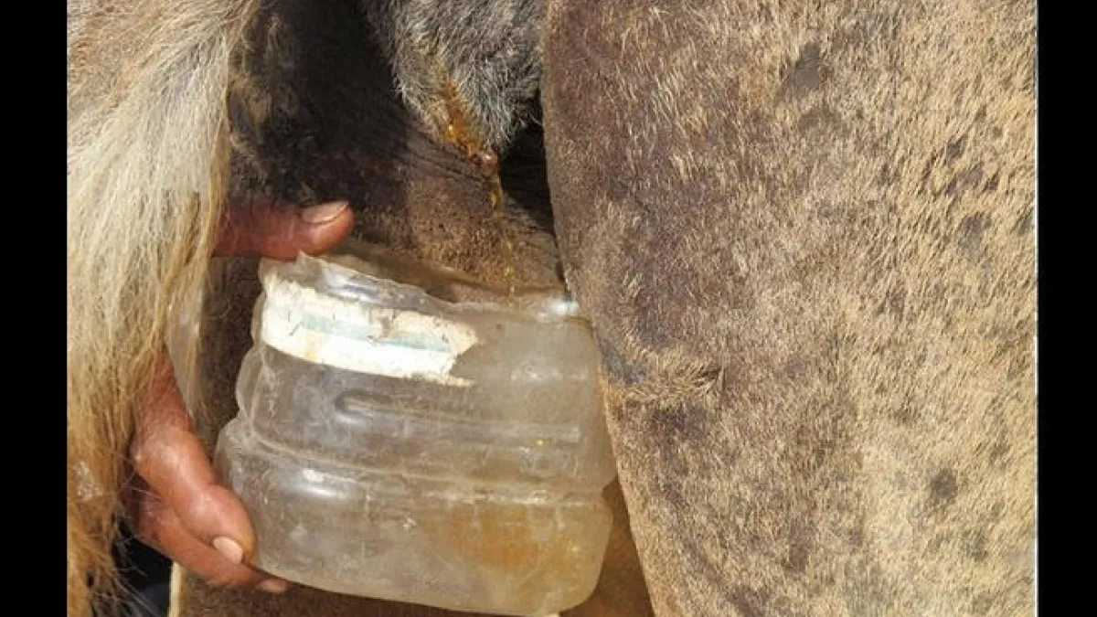 Camel urine