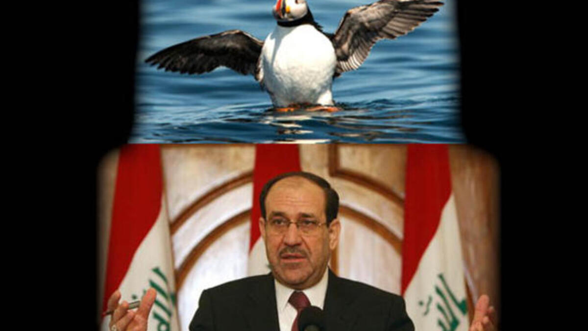Maliki puffin