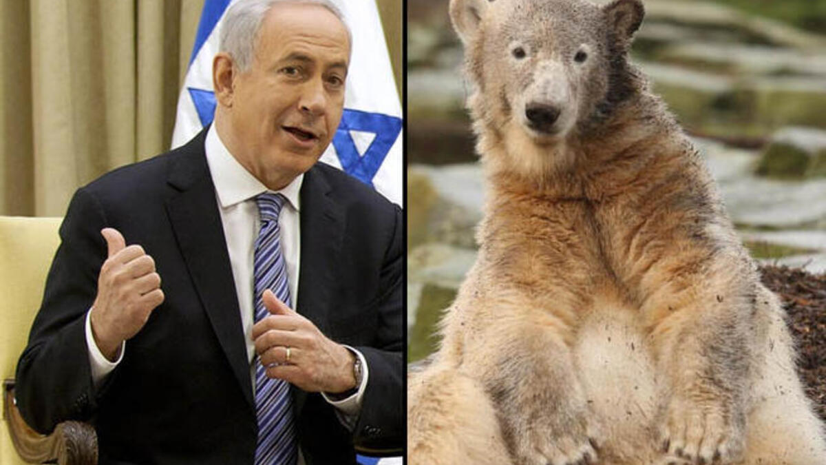 Netanyahu polar bear