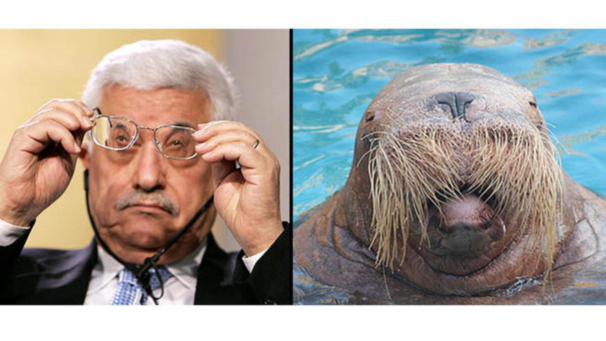 Abbas walrus