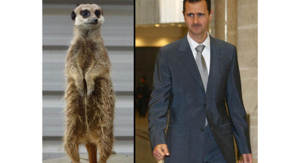 Bashar Assad meerkat