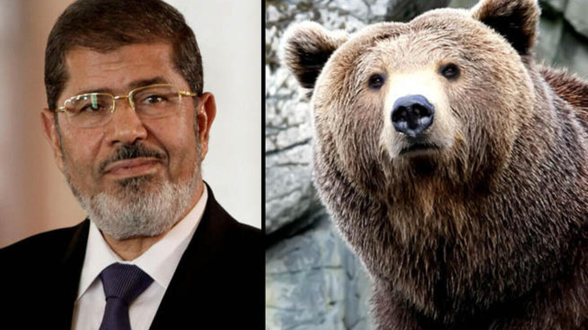 morsi bear