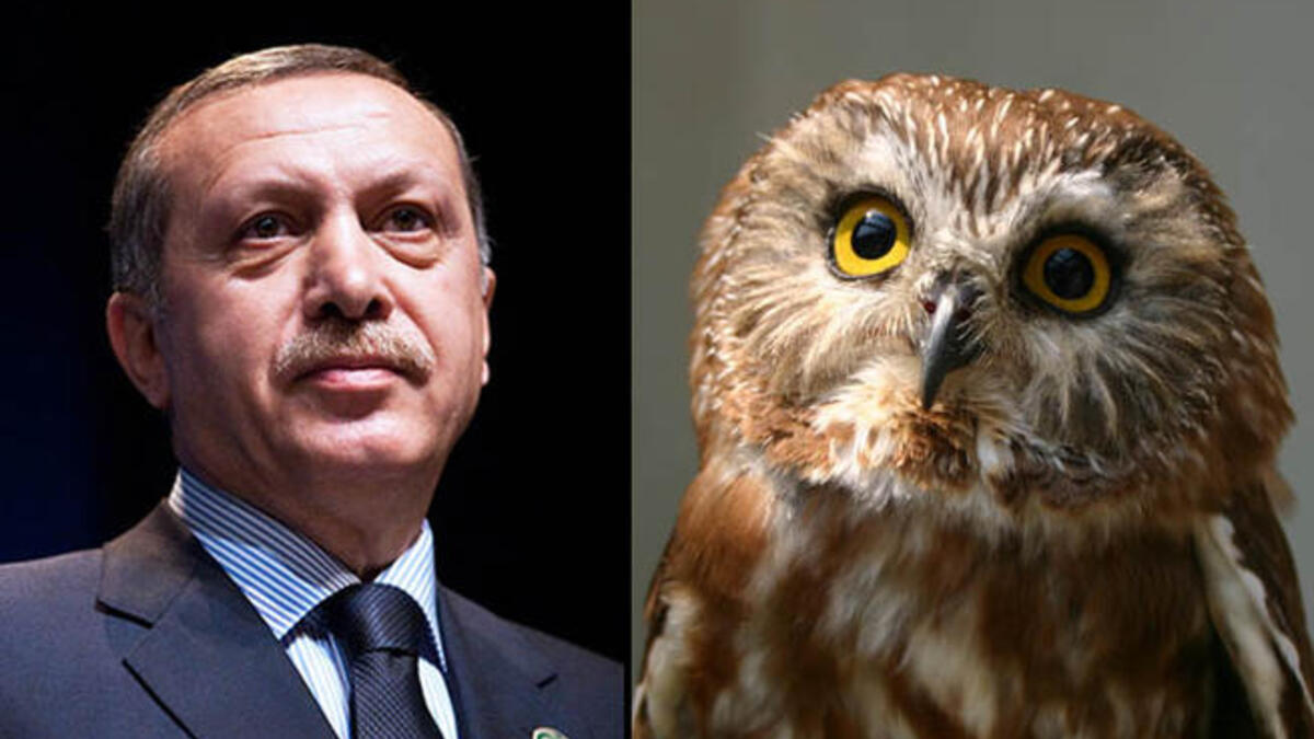 Erdogan owl