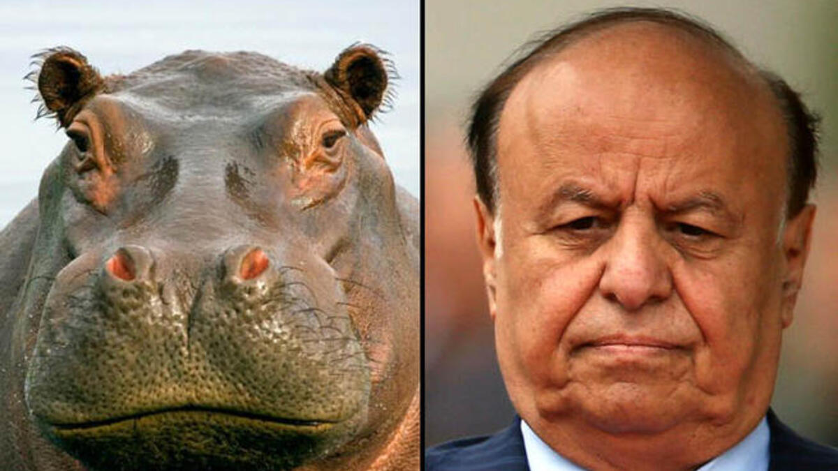 hadi hippo