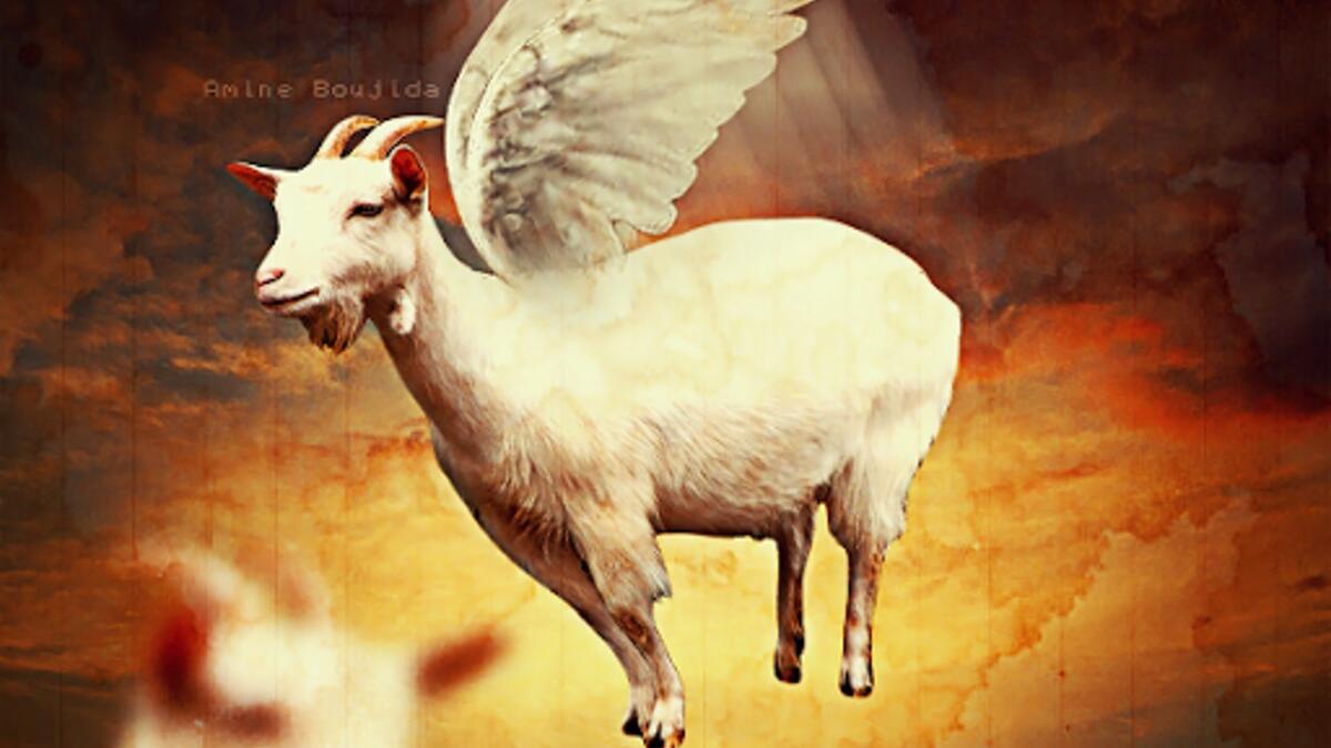 العنزة الداشرة ما بلحقها الا التيس الهامل العنزة الداشرة ما بلحقها الا التيس الهامل