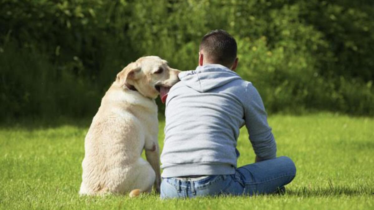 "اذا كان لك عند الكلب حاجة.. قله يا سيدي" أو" وس الكلب من تمه حتى توخد حاجتك منه" وهو مثل يدل على امتهان كرامة الفرد أمام غيره حتى ينول حاجته، وخاصةً مع الأوضاع السياسي في البلاد العربية التي تدفعهم إلى مجاملة المسؤولين دائما! "اذا كان لك عند الكلب حاجة.. قله يا سيدي" أو" وس الكلب من تمه حتى توخد حاجتك منه" وهو مثل يدل على امتهان كرامة الفرد أمام غيره حتى ينول حاجته، وخاصةً مع الأوضاع السياسي في البلاد العربية التي تدفعهم إلى مجاملة المسؤولين دائما!