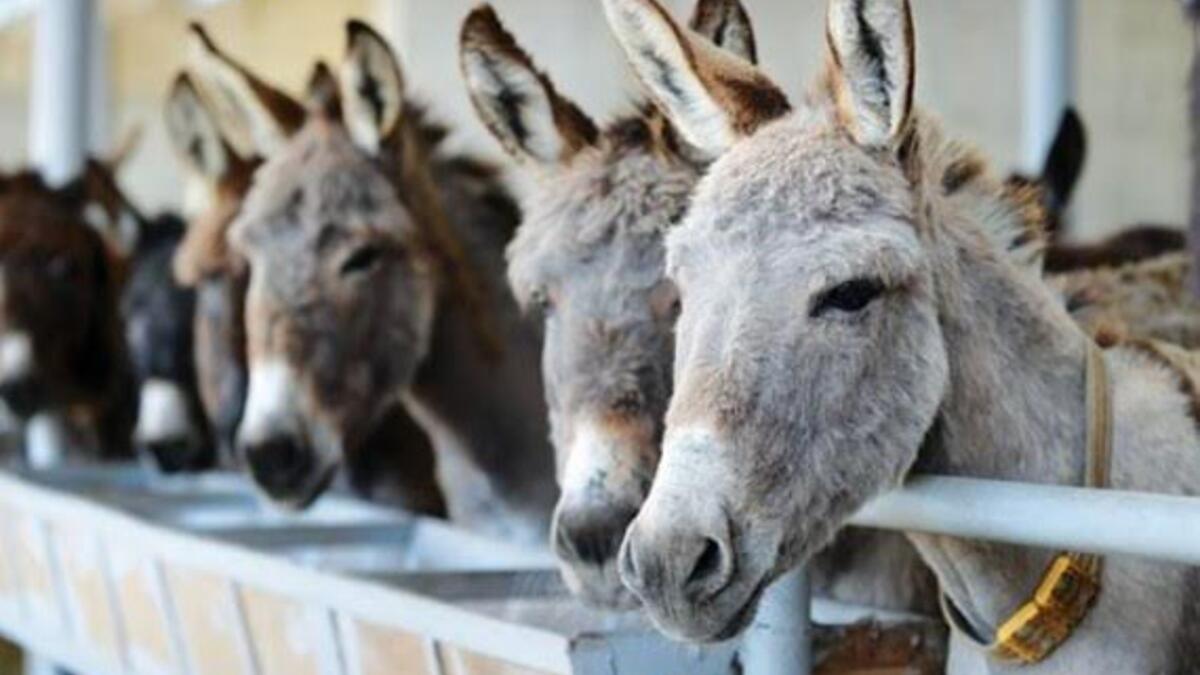 "ايش فهم الحمير بأكل التفاح" أو "بيطعم اللحم للي ماله أسنان" وكلاهما يدلان على ازدراء أن يحصل الفقير على شيء غالي، أو القبيح على زوجة جميلة، أو أحد العامة على منصب رفيع! "ايش فهم الحمير بأكل التفاح" أو "بيطعم اللحم للي ماله أسنان" وكلاهما يدلان على ازدراء أن يحصل الفقير على شيء غالي، أو القبيح على زوجة جميلة، أو أحد العامة على منصب رفيع!