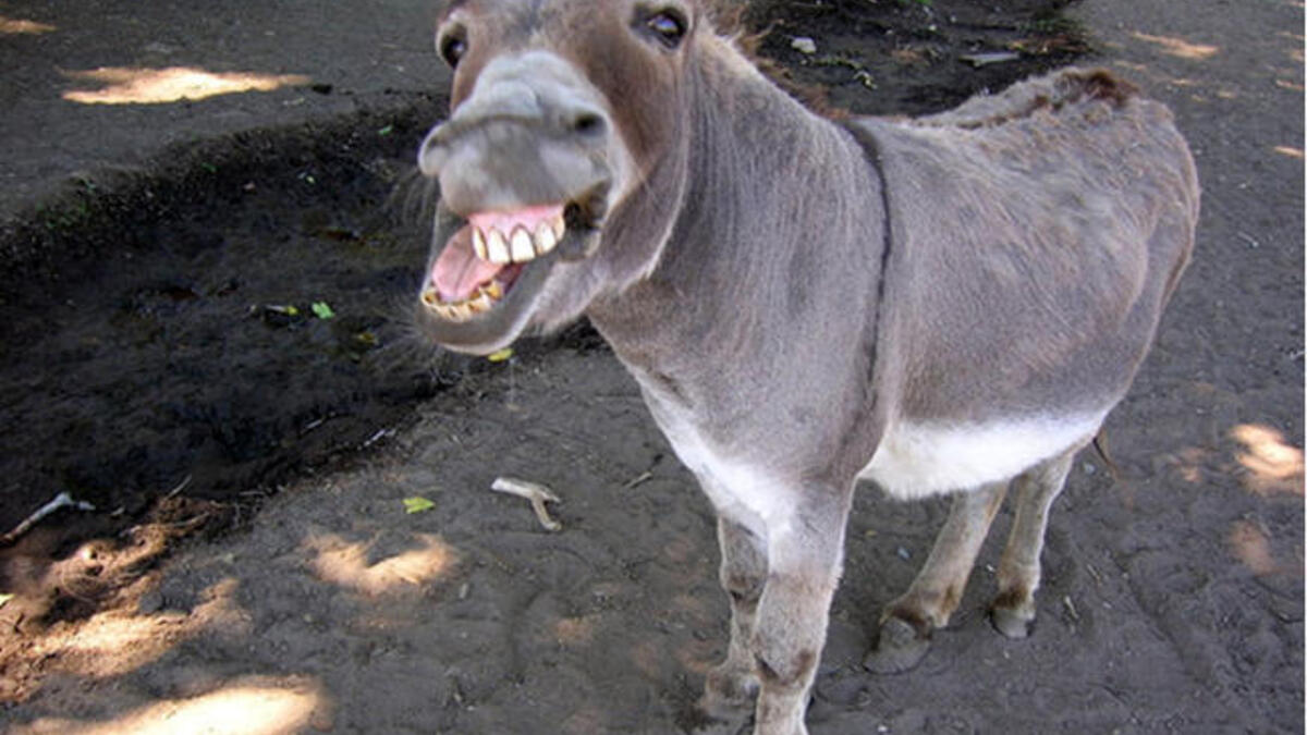 braying donkey