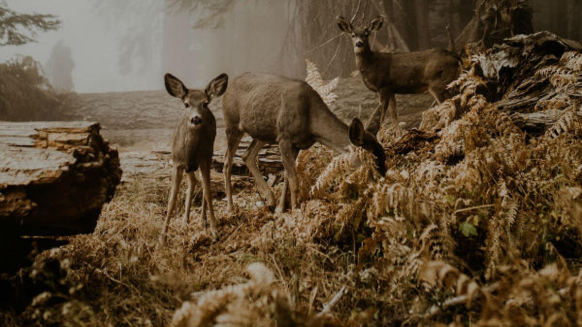 الحياة البرية: للمصور "جوستونا زدنشي" بعنوان "اجتماع غير متوقع"
