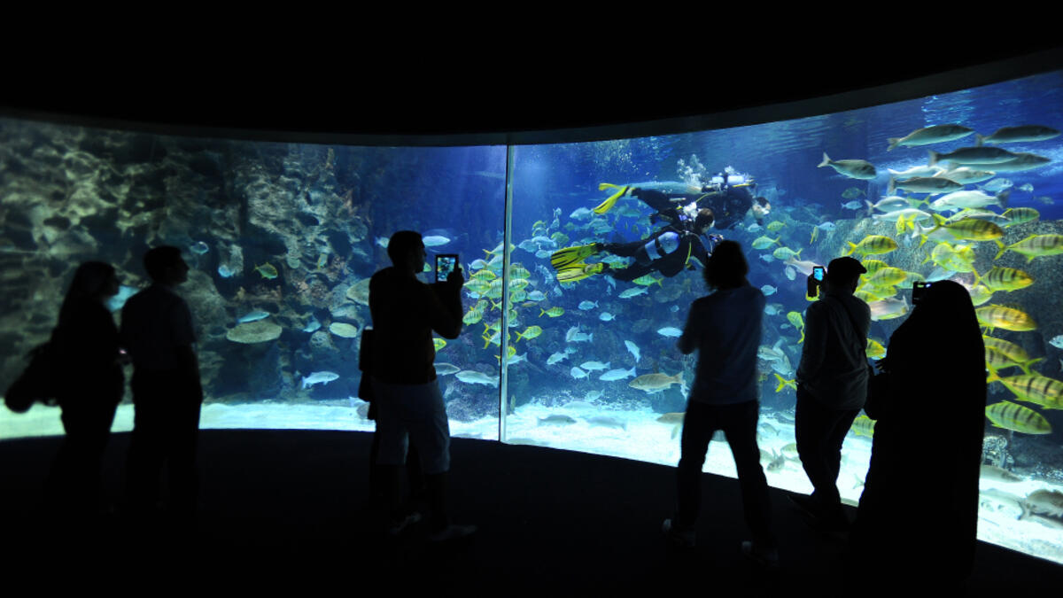 People in silhouette look at the fish and corals in the aquarium tank. (Shutterstock/ File Photo)