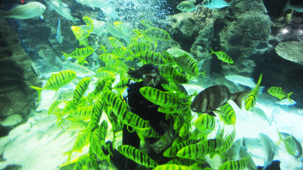 People in diving aquarium tank. (Shutterstock/ File Photo)