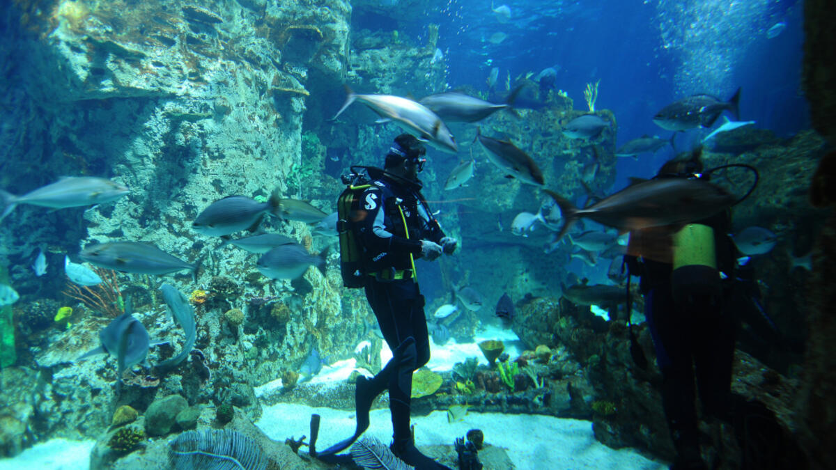 People in diving aquarium tank. (Shutterstock/ File Photo)