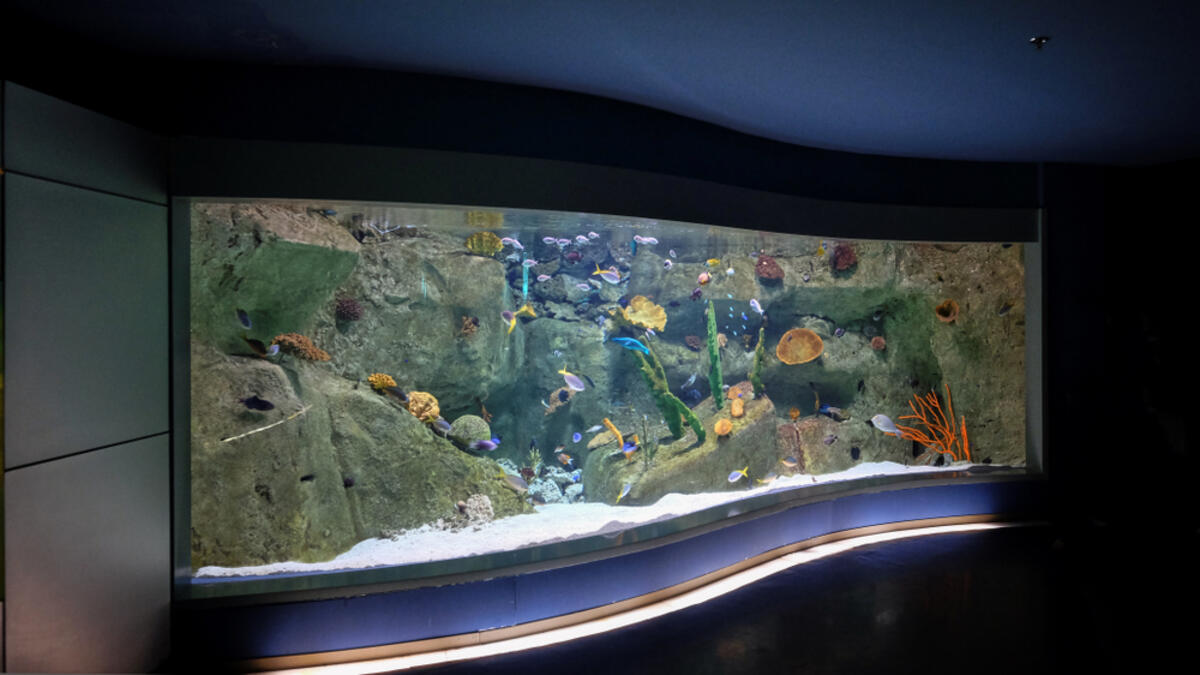Istanbul aquarium. (Shutterstock/ File Photo)